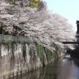 Sakura2019_068