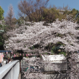 Sakura2019_057