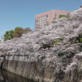 Sakura2019_064