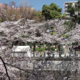 Sakura2019_060