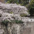 Sakura2019_066