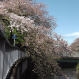 Sakura2019_077