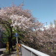 Sakura2019_076