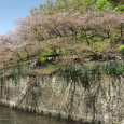 Sakura2019_079