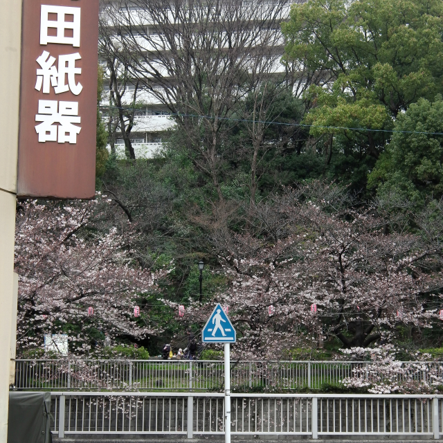 Sakura2017_036