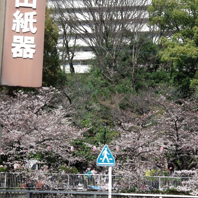 Sakura2017_047