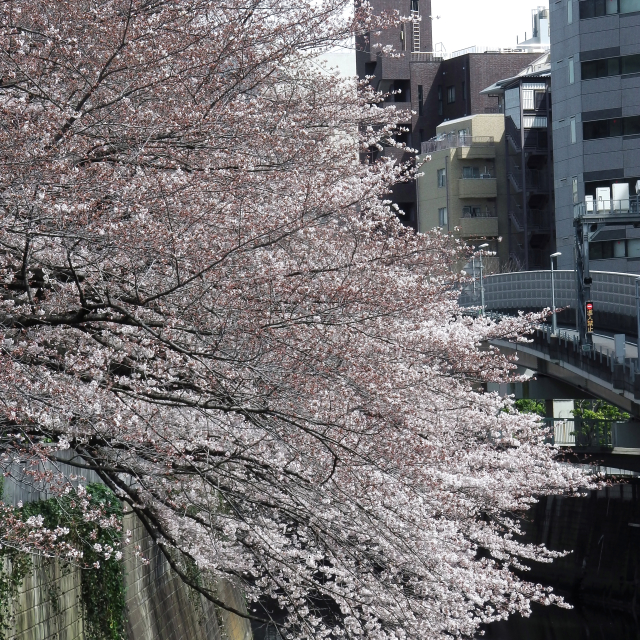 Sakura2017_054