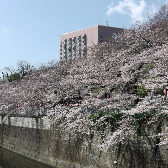 Sakura2017_078