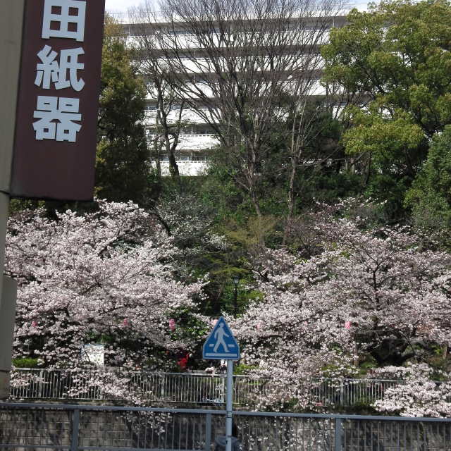 Sakura2017_091