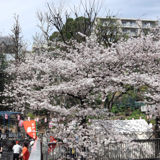 Sakura2017_098