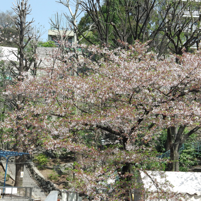 Sakura2017_130