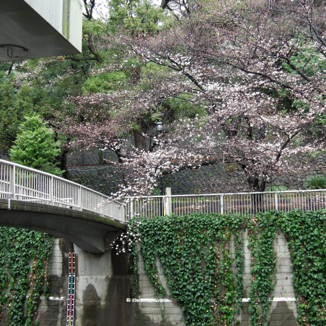 Sakura2018_008
