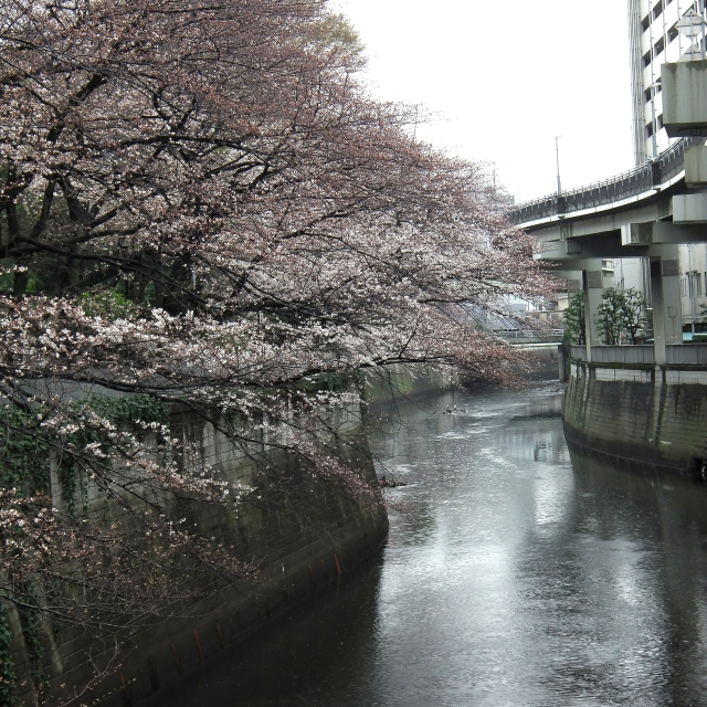 Sakura2018_010