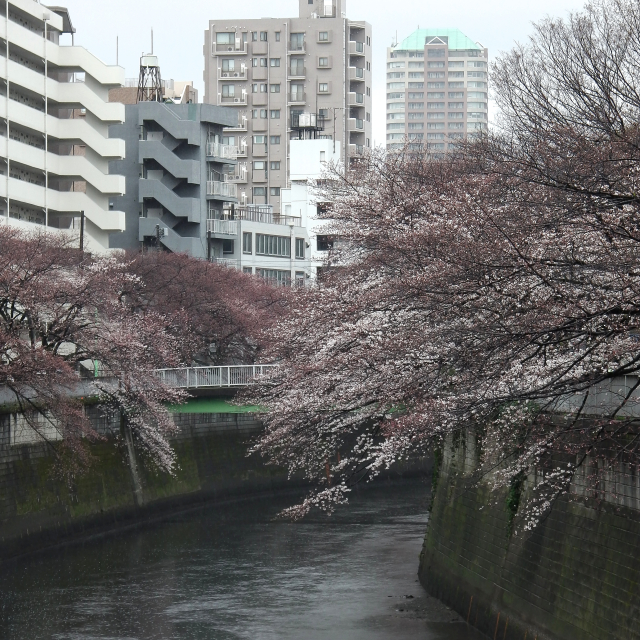Sakura2018_011