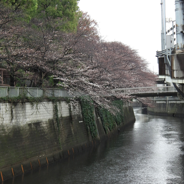 Sakura2018_012