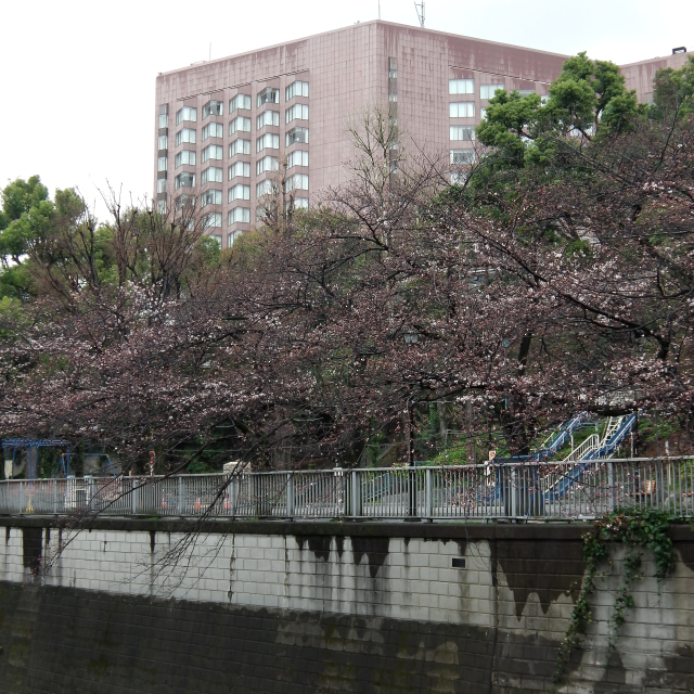 Sakura2018_014