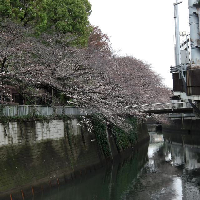 Sakura2018_018