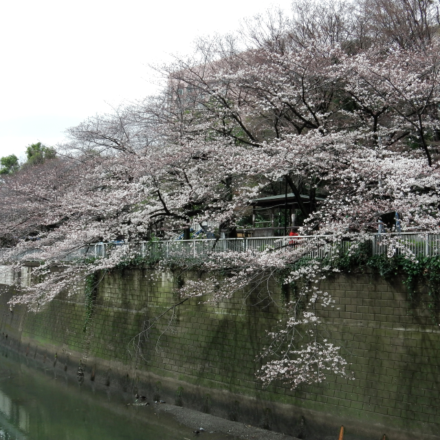 Sakura2018_019