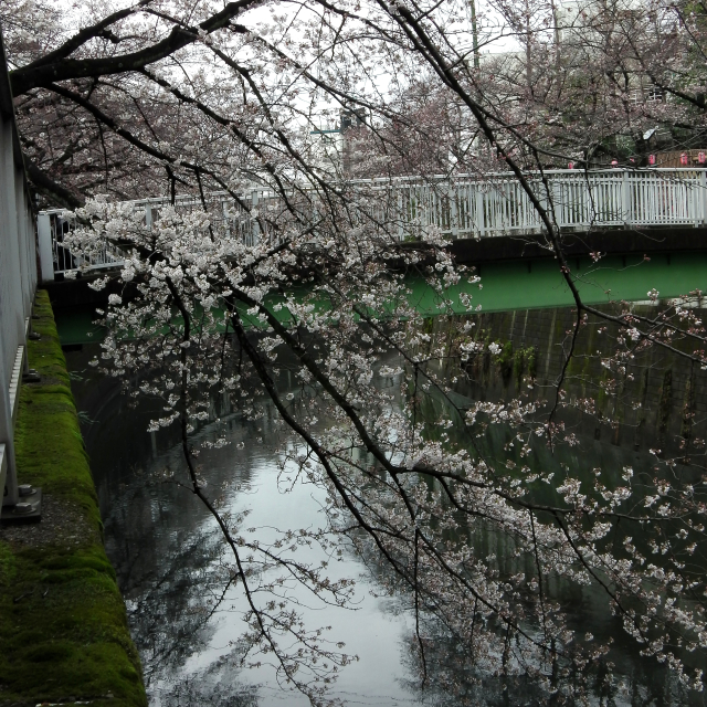 Sakura2018_022