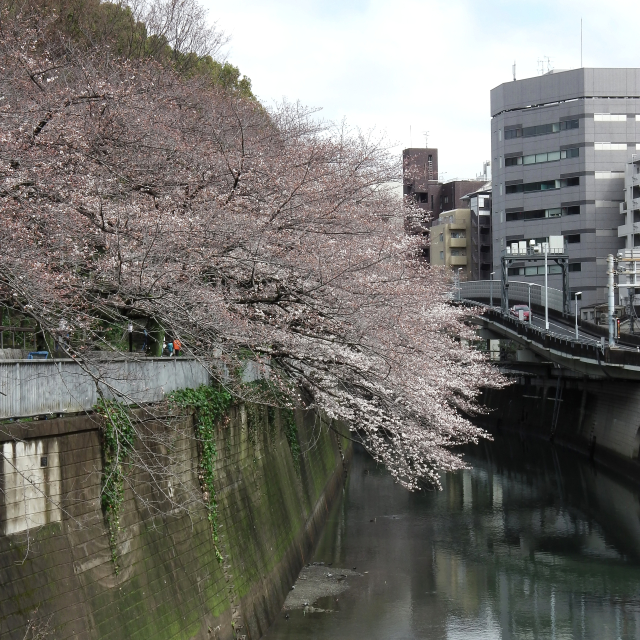 Sakura2018_023