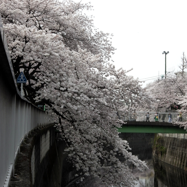 Sakura2018_029
