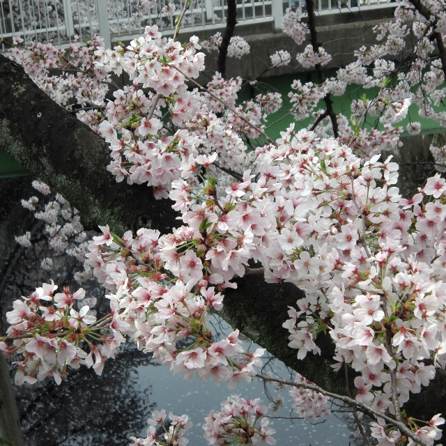 Sakura2018_031