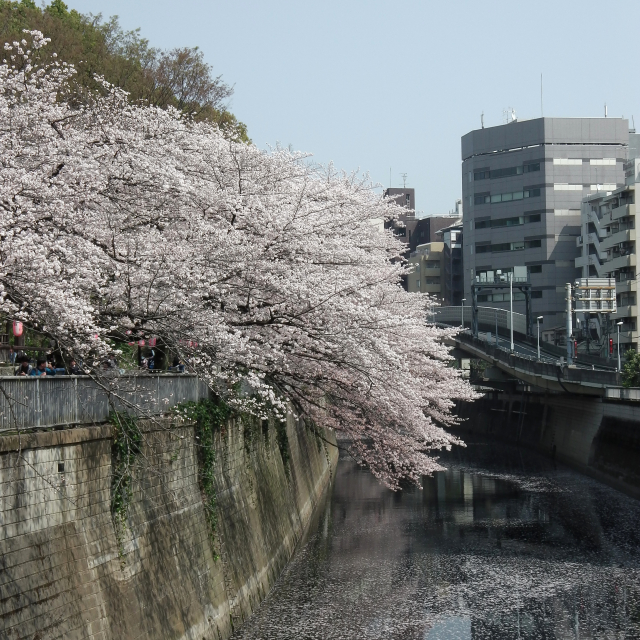 Sakura2018_043