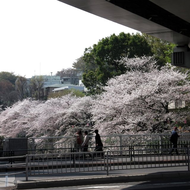 Sakura2018_044