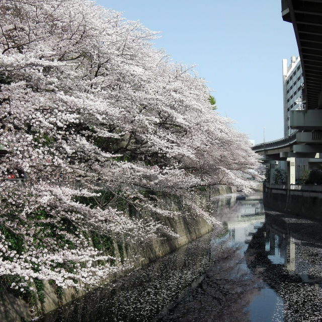 Sakura2018_046