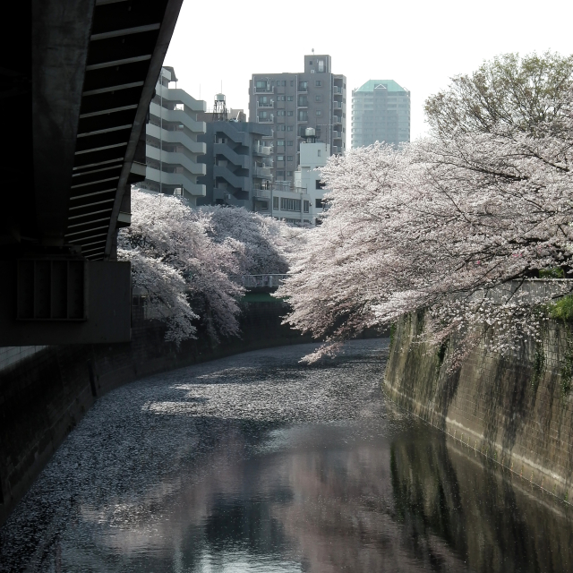 Sakura2018_047