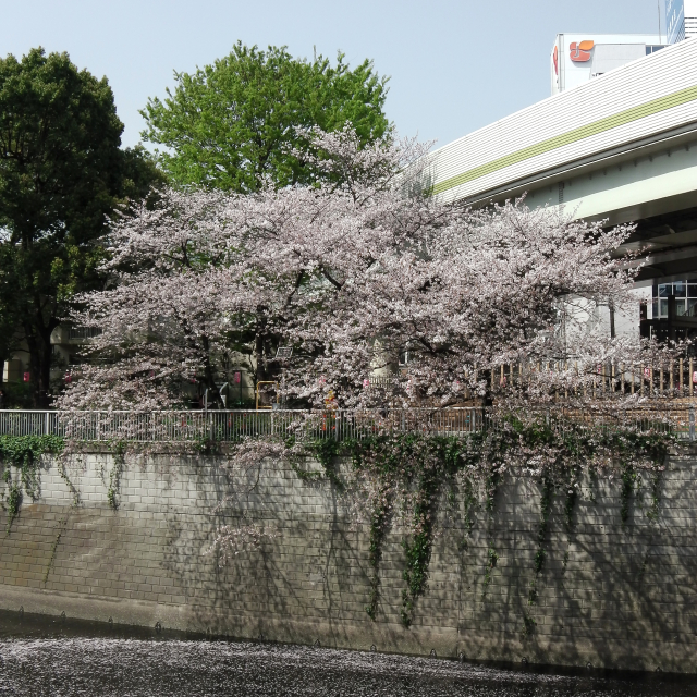 Sakura2018_048