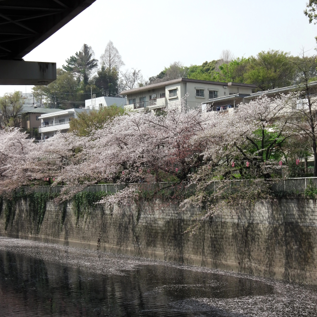 Sakura2018_049