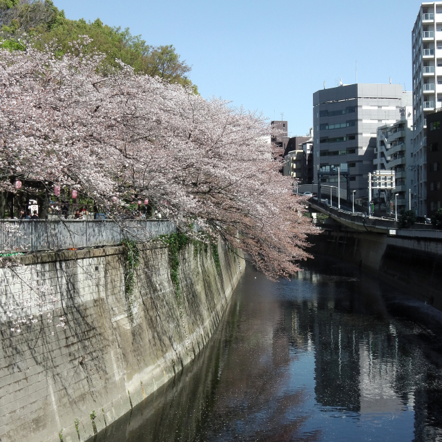 Sakura2018_068