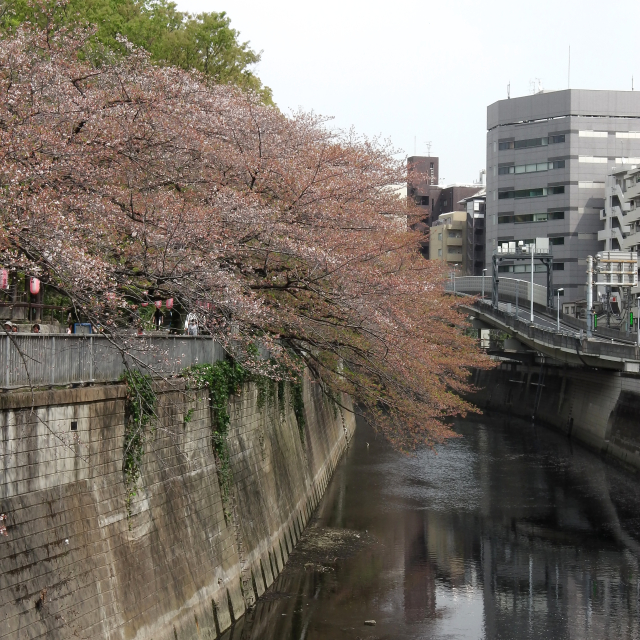 Sakura2018_076