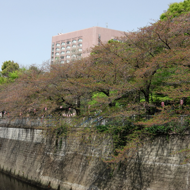 Sakura2018_081