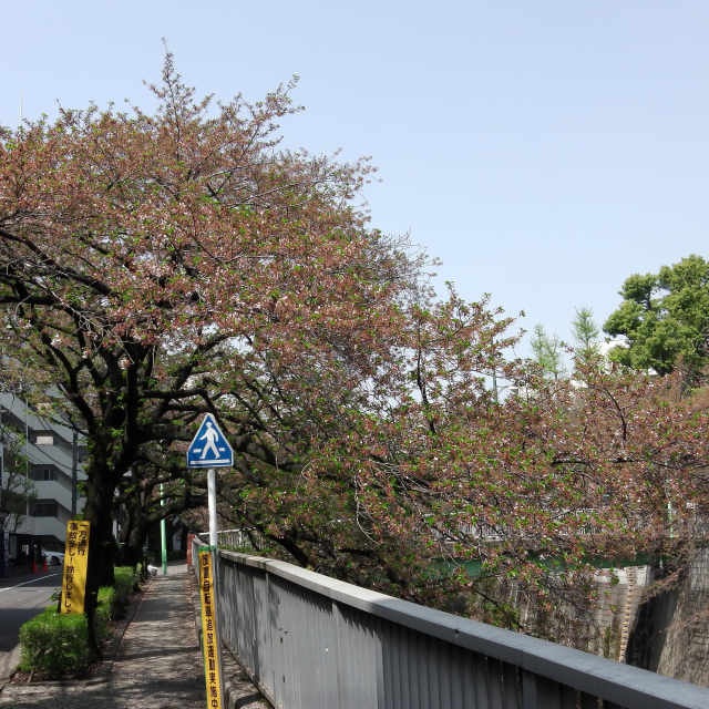 Sakura2018_083