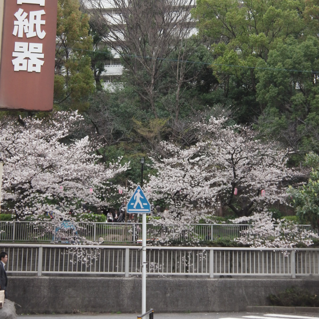 Sakura2019_029