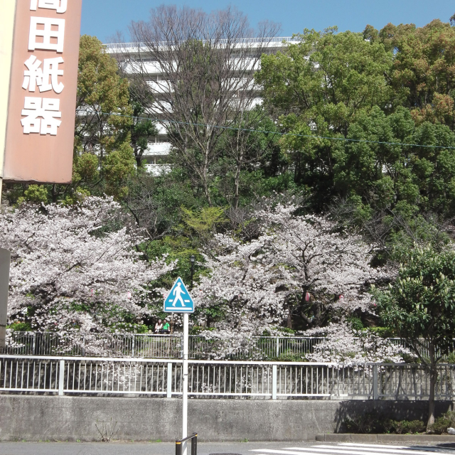Sakura2019_030