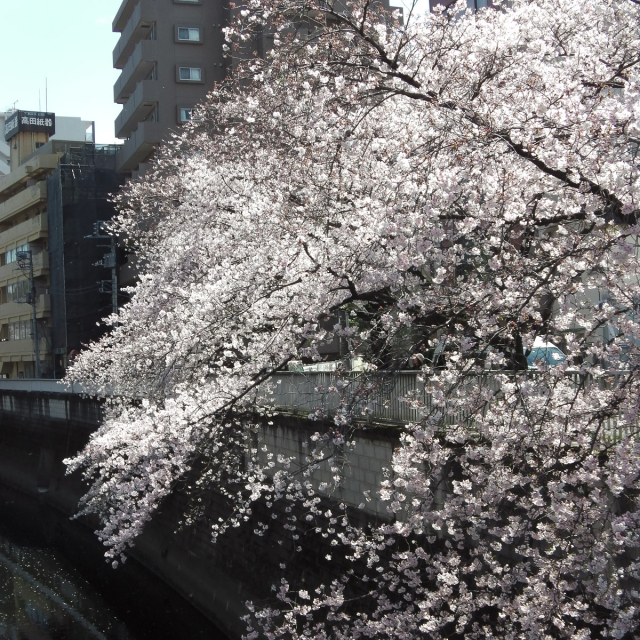 Sakura2019_032