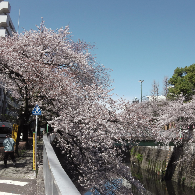 Sakura2019_038