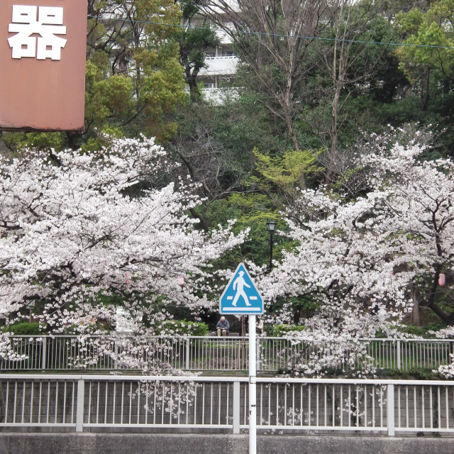 Sakura2019_043