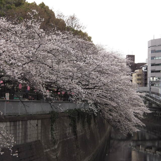 Sakura2019_047