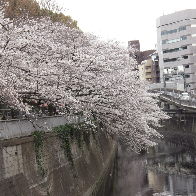 Sakura2019_049
