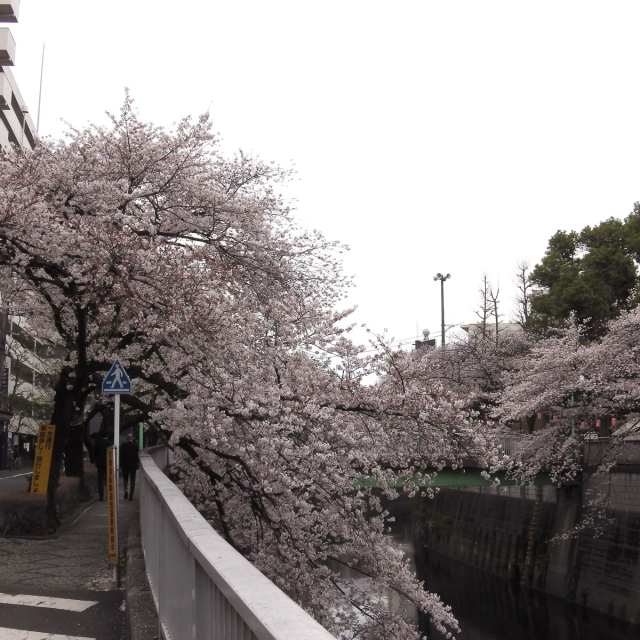 Sakura2019_051