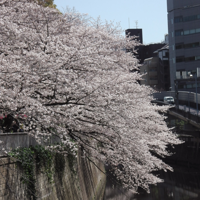 Sakura2019_056