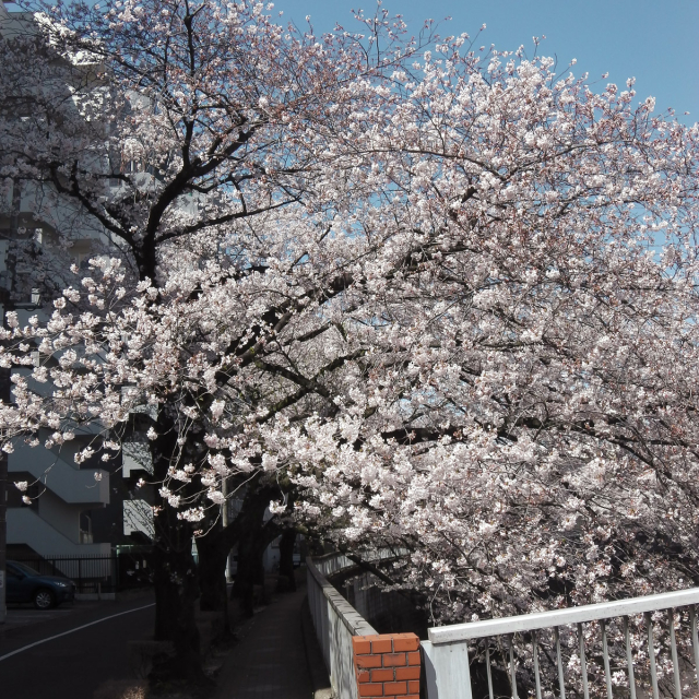 Sakura2019_058
