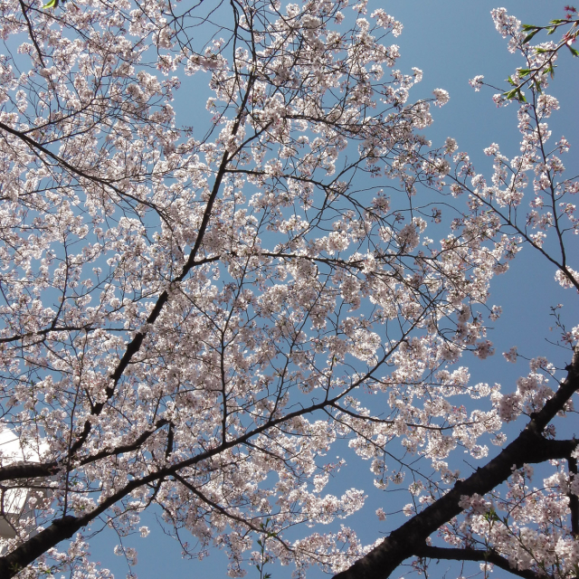 Sakura2019_059