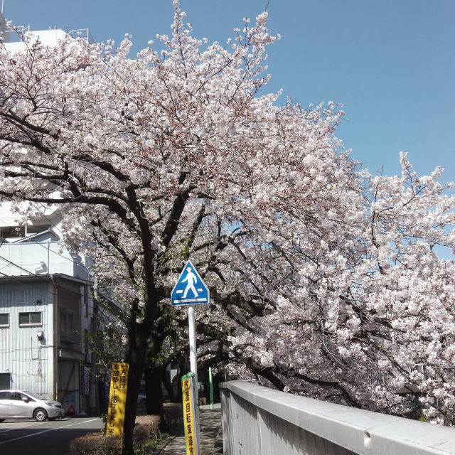 Sakura2019_062