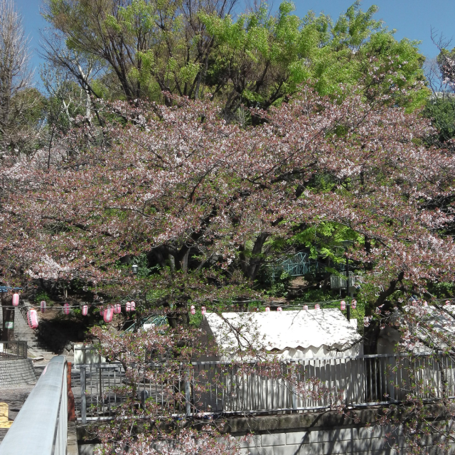 Sakura2019_071