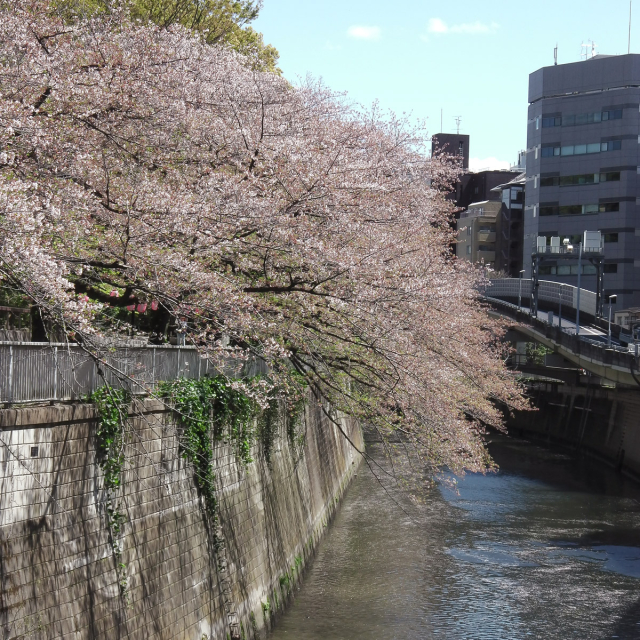 Sakura2019_072